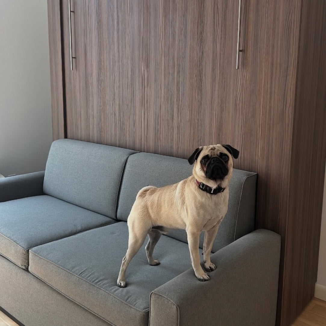 Dog standing on a gray sofa, walnut murphy bed